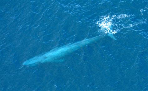 La baleine bleue a un pénis de 2,5 mètres et des testicules de 55。